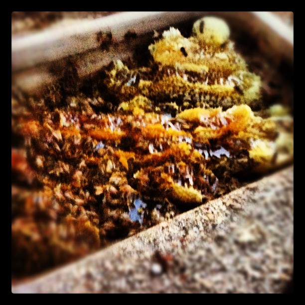 Water meter box full of honeycomb and angry bees. Just got stung on the top of my head getting this pic for you.