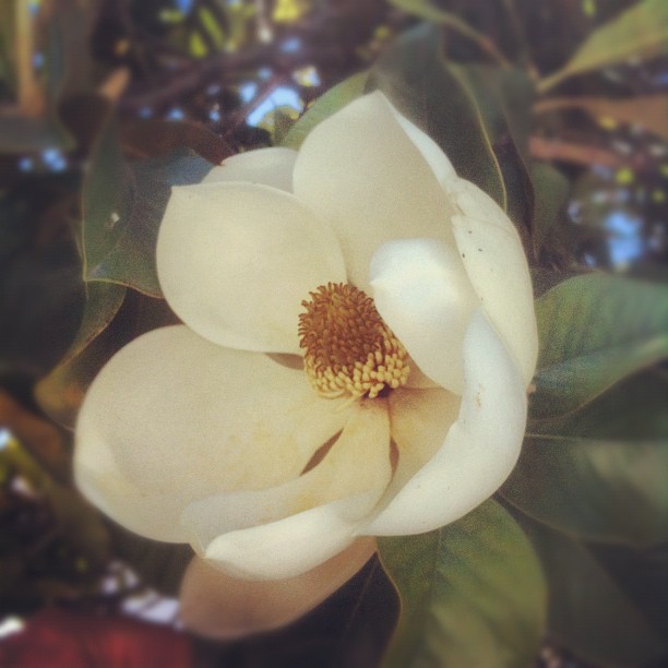 In San Fernando today for a meeting. I wish magnolias grew well where I live. I love these trees!