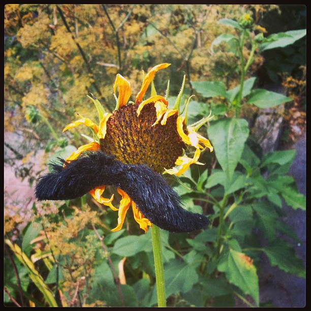 I just found the most hipster sunflower in SLC.
